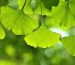 ginkgo-biloba-leaves-benefits